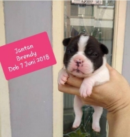 Dijual Anjing French Bulldog Di Jakarta Barat Hewandijual Com