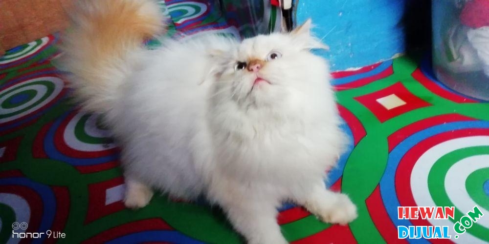 [Dijual] Kucing Anggora Umur 4 Bulan | HewanDijual.com