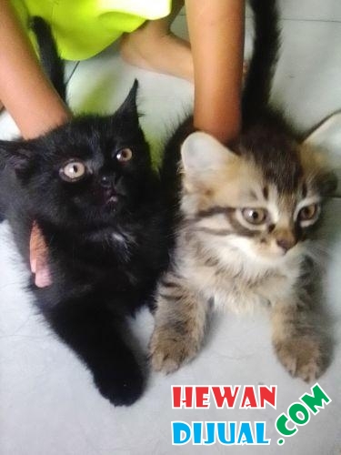 [Dijual] 4 Ekor Kucing Anggora Campuran | HewanDijual.com