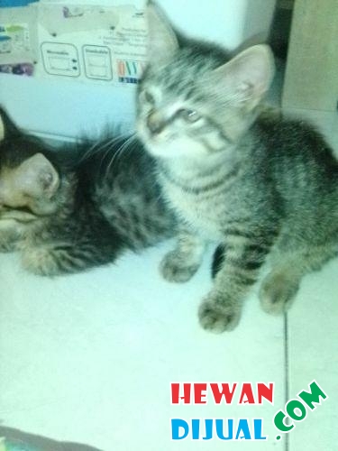 [Dijual] 4 Ekor Kucing Anggora Campuran | HewanDijual.com