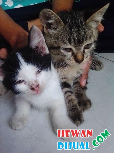 [Dijual] 4 Ekor Kucing Anggora Campuran | HewanDijual.com
