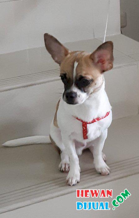 Dijual Anjing Chihuahua Murah & Terpercaya! | HewanDiJual.com